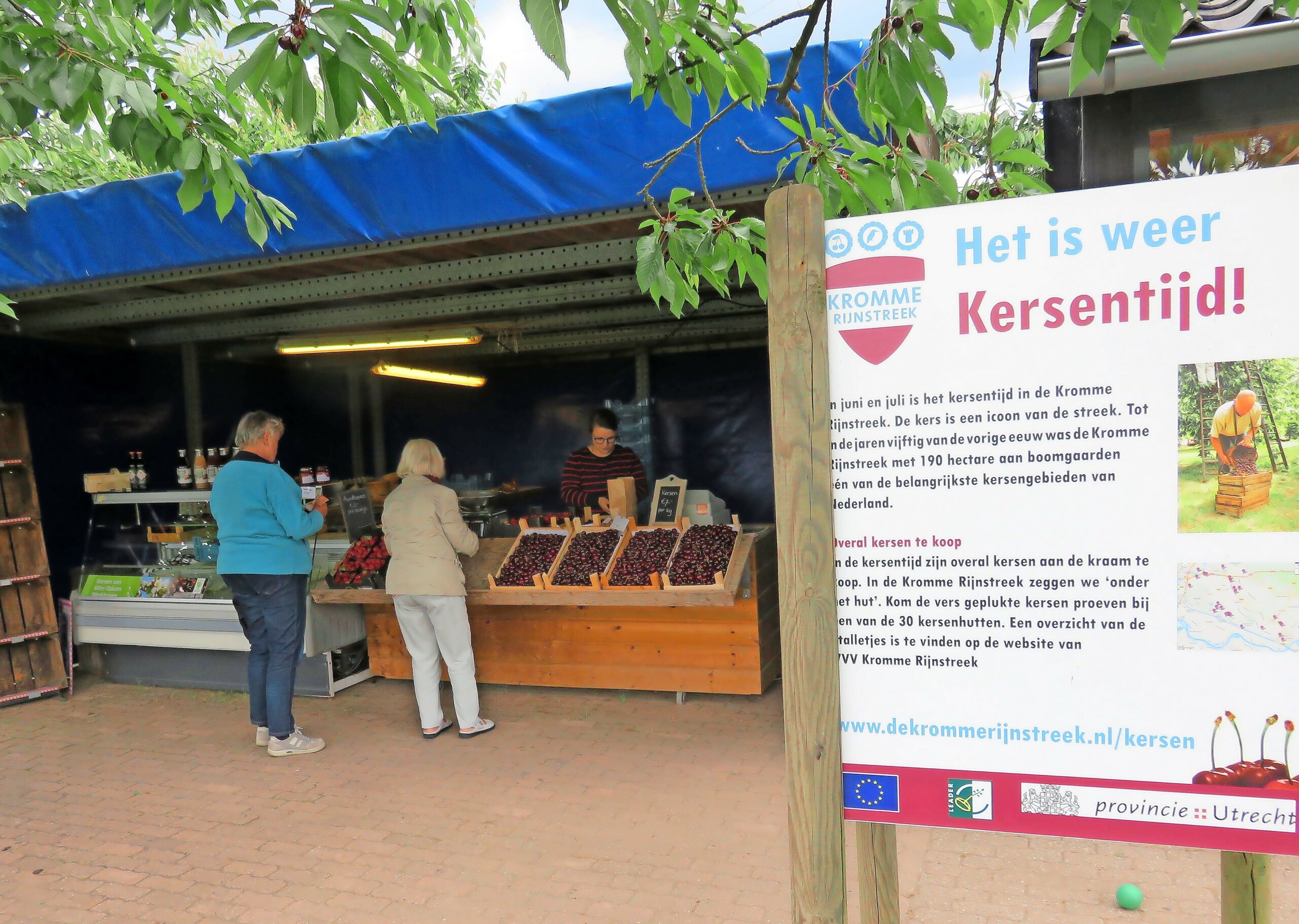 Kersentijd in de Kromme Rijnstreek. - Foto: Ton van der Scheer