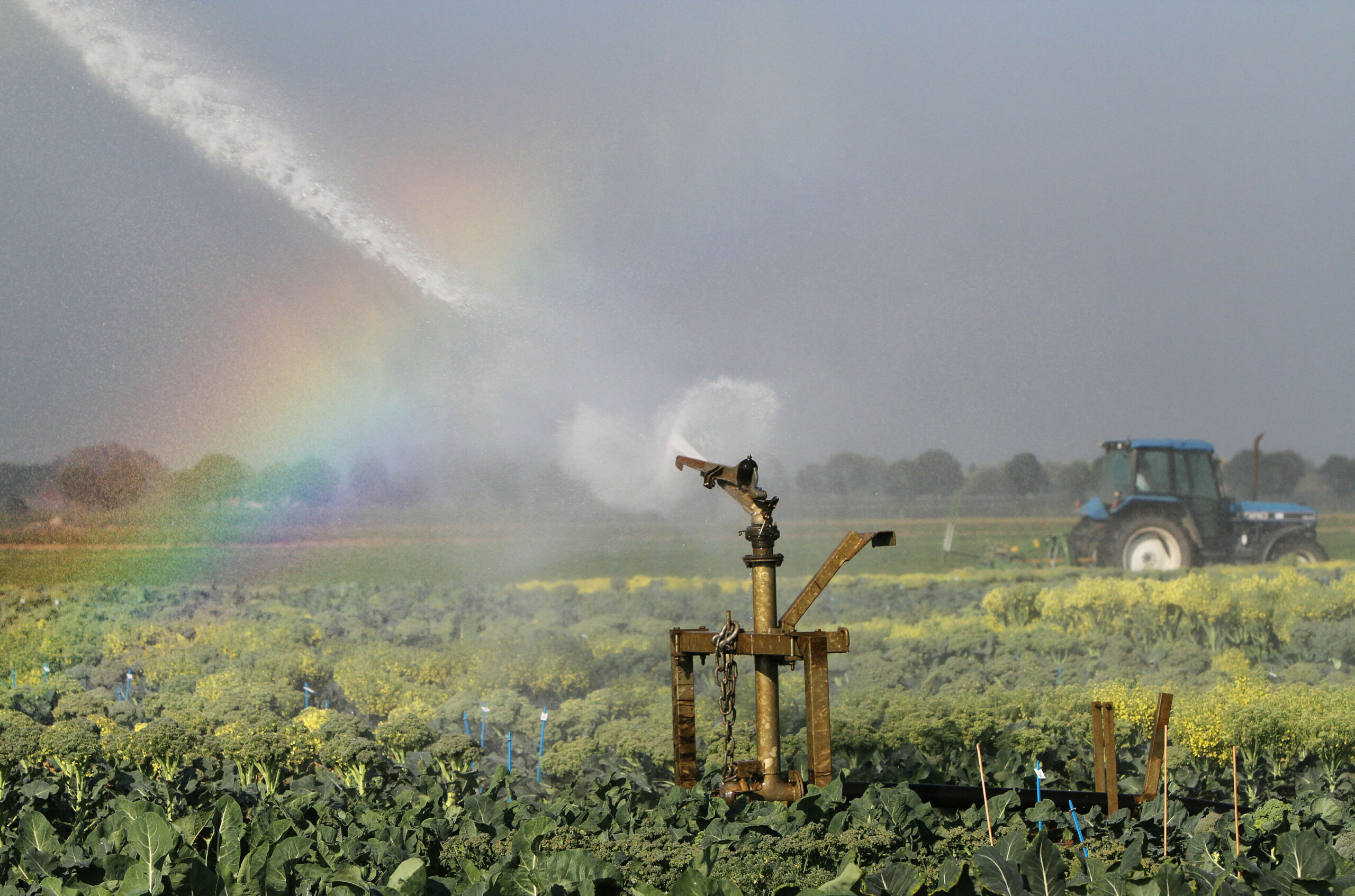 Archieffoto van het beregenen van percelen met bloemkool en broccoli. - Foto: ANP