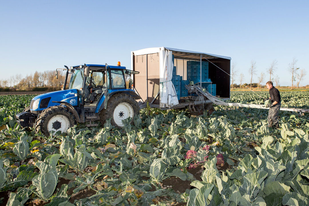 Bloemkooloogst. Met 1 oktober als einddatum van het oogstseizoen is een teelt als winterbloemkool, waarvan de oogst pas in het voorjaar start, niet meer mogelijk. - Foto: Peter Roek