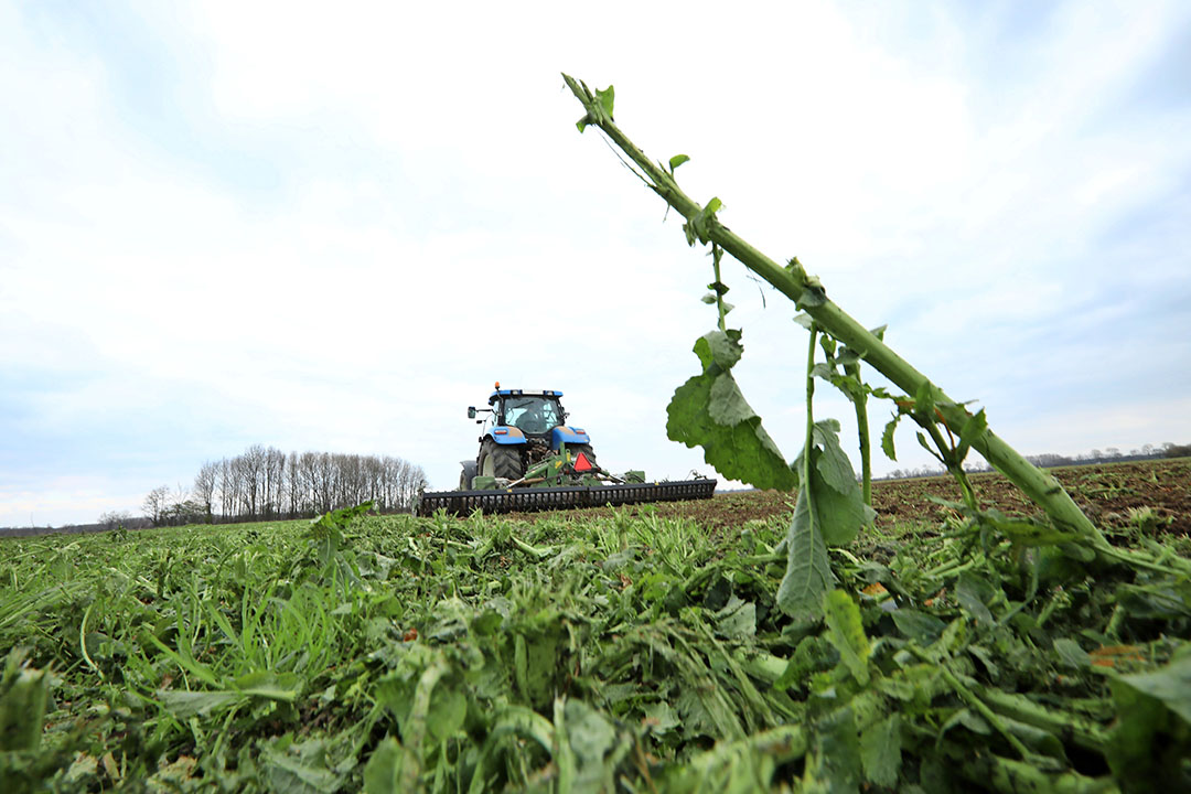 Onderwerken van een groenbemester in het voorjaar. - Foto: Henk Riswick