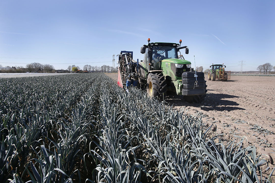 Een teelt als prei op zandgrond zorgt nog voor te veel emissie naar grond en oppervlaktewater, aldus het ministerie van Landbouw, Natuur en Voedselkwaliteit. - Foto: Bert Jansen