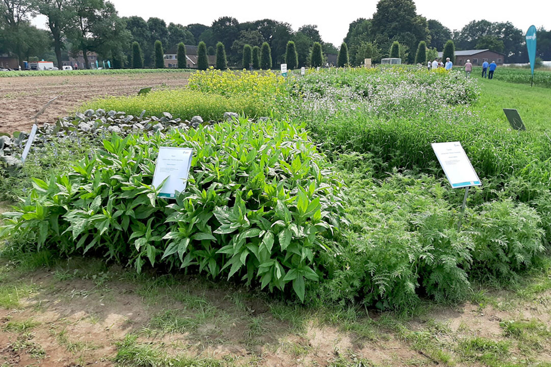 Een componententaart op het demoterrein van DSV zaden in Ven-Zelderheide (L.). Hierin staan verschillende groenbemesters die gecombineerd kunnen worden in een mengsel. - Foto: Luuk Meijering