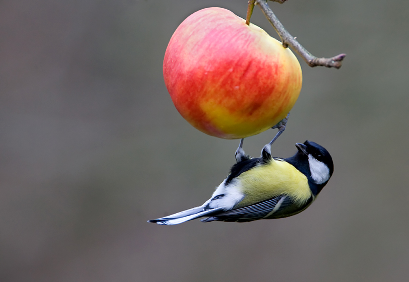 Meer fruitschade uitgekeerd door vraat mezen