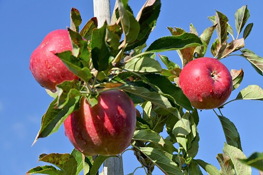 Appels van het ras Junami. Met de fusie krijgt FruitMasters een groter aandeel in Junami en de beschikking over het nieuwe ras Morgana. - Foto: Inova Fruit