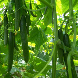 &apos;Komkommerplanten grof als een zomerplant&apos;