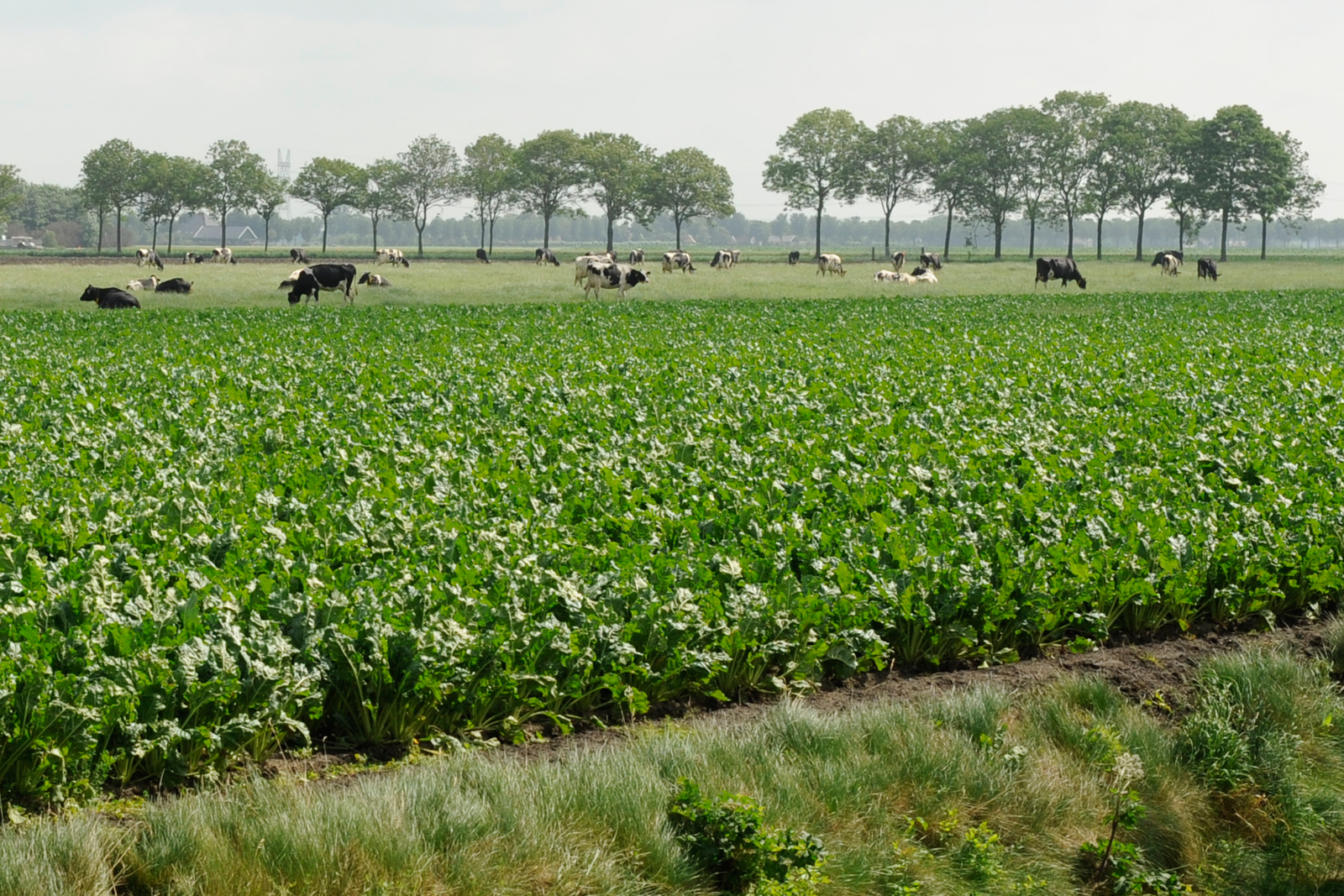 Melkveehouders en akkerbouwers: ideale partners - Foto: Wick Natzijl