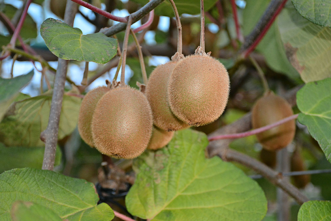 Bij Nieuw Slagmaat in Bunnik bewijst men al langer dat kiwi's telen in Nederland kan. - Foto: Ank van Lier