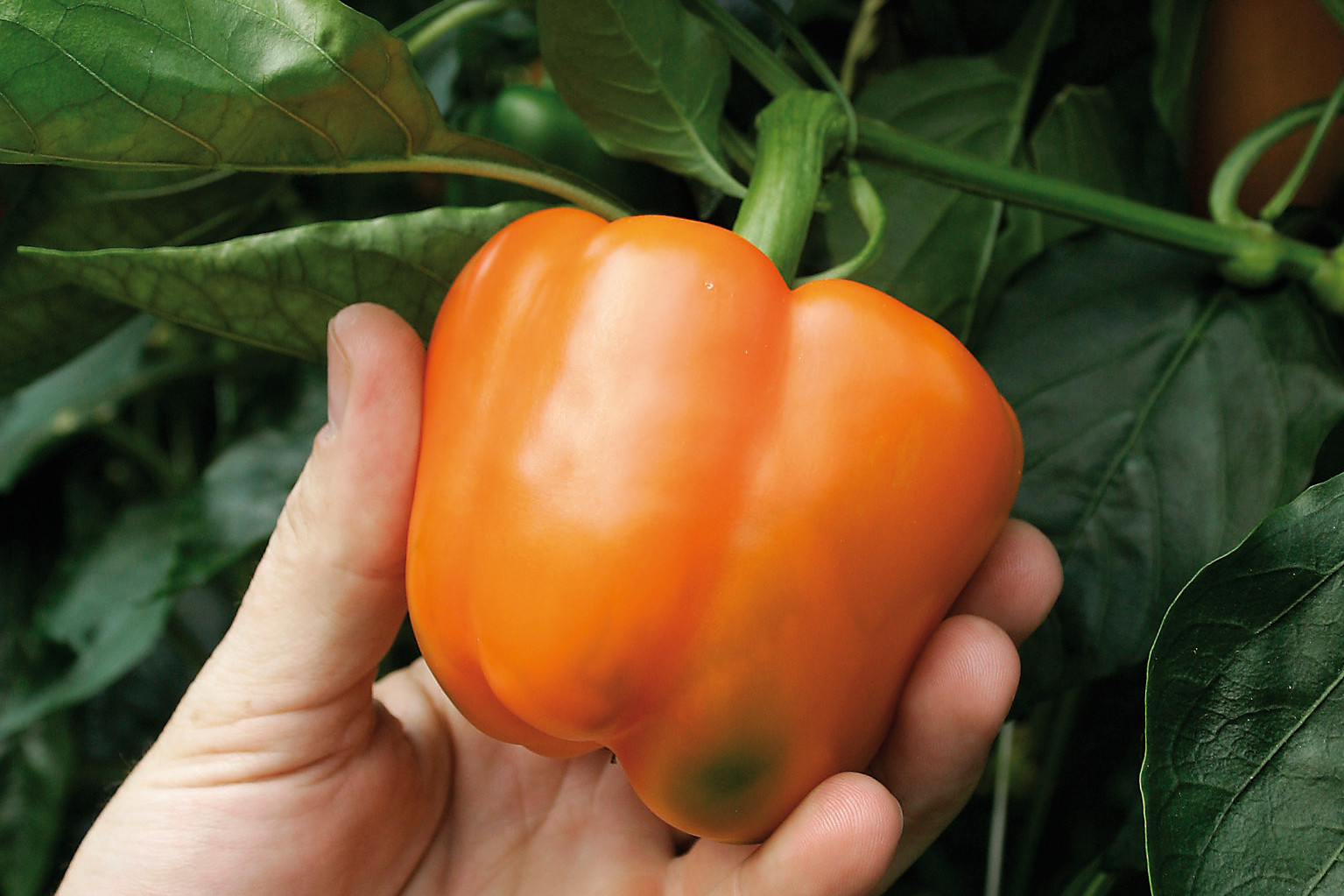 Paprika. - Foto: Peter Visser.