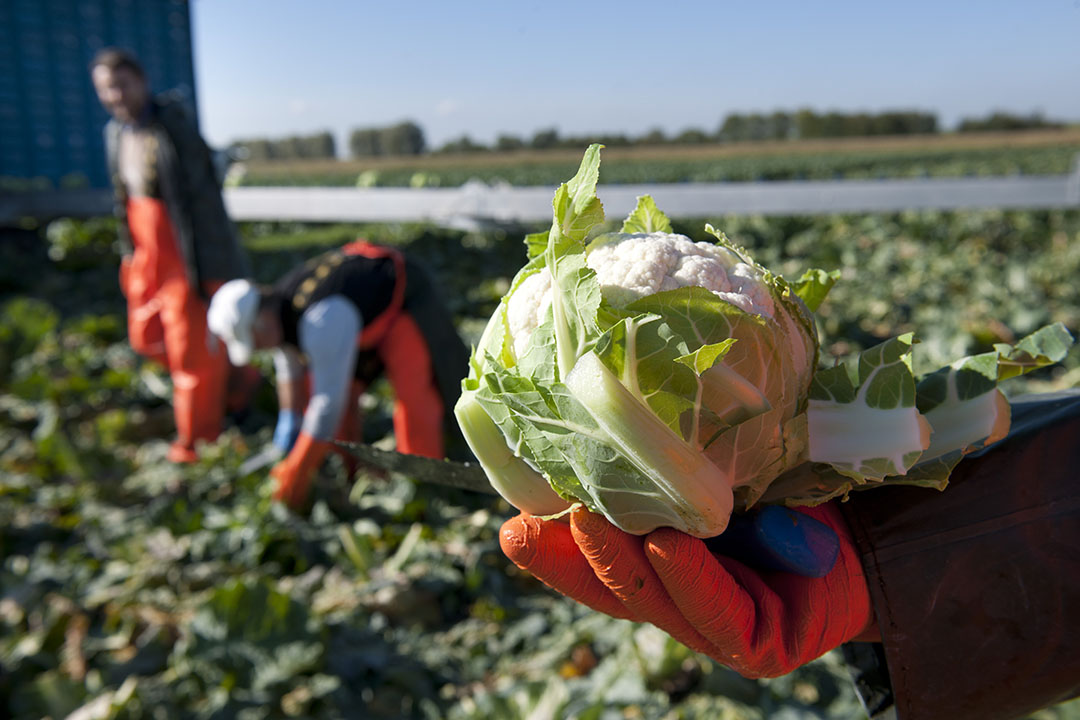 Oogst van bloemkool. - Foto: Mark Pasveer