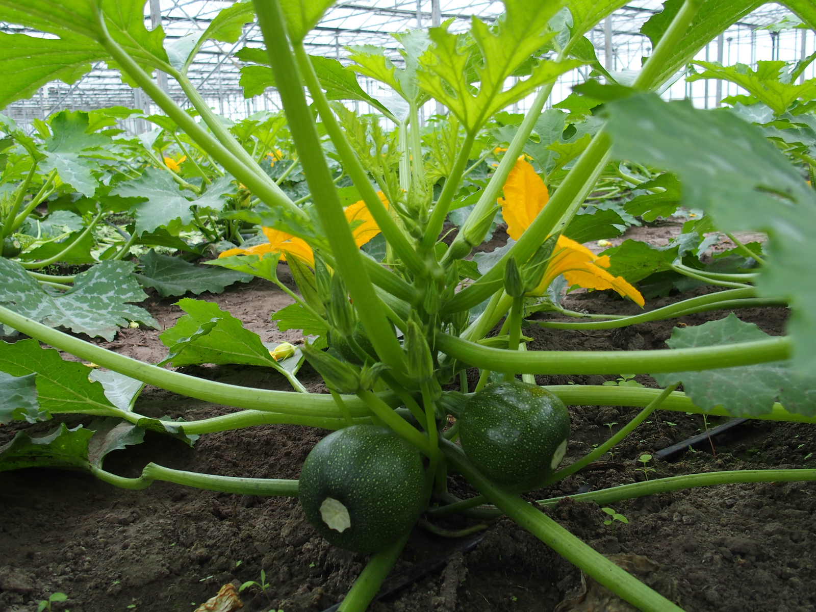 John Reijnders teelt op kleine schaal bolcourgette (foto: Stan Verstegen).