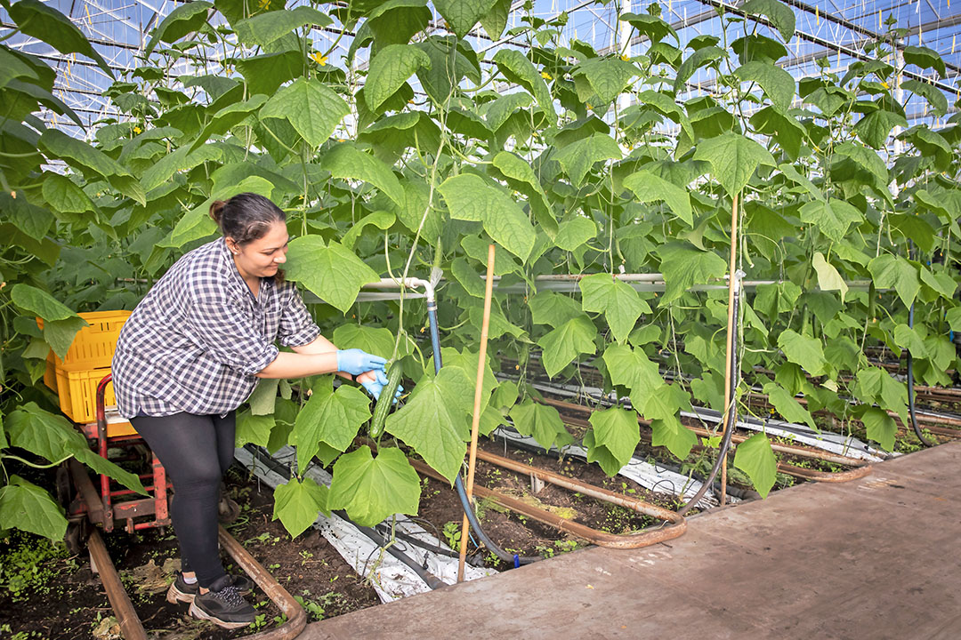 De eerste komkommers van dit seizoen kunnen weer gesneden worden. - Foto: Roel Dijkstra