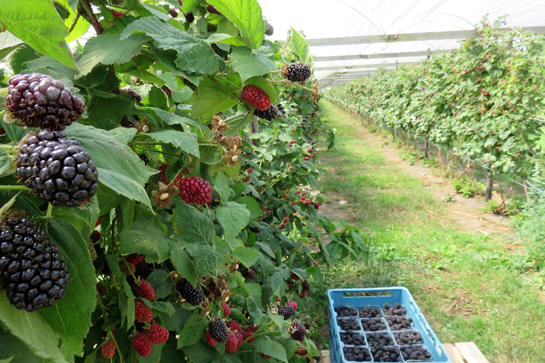 Foto: Groenten&Fruit