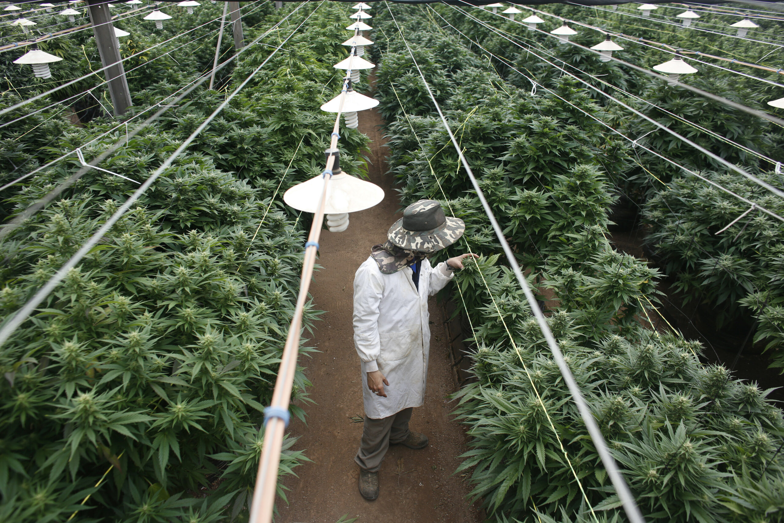 Een medewerker van een hennepplantage in het noorden van Israël controleert de planten. In Israël wordt hennep geteelt voor medische doeleinden. - Foto: Reuters