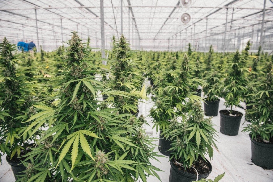 De grootste kas met wietteelt van Canopy Growth. -Foto: Canopy Growth