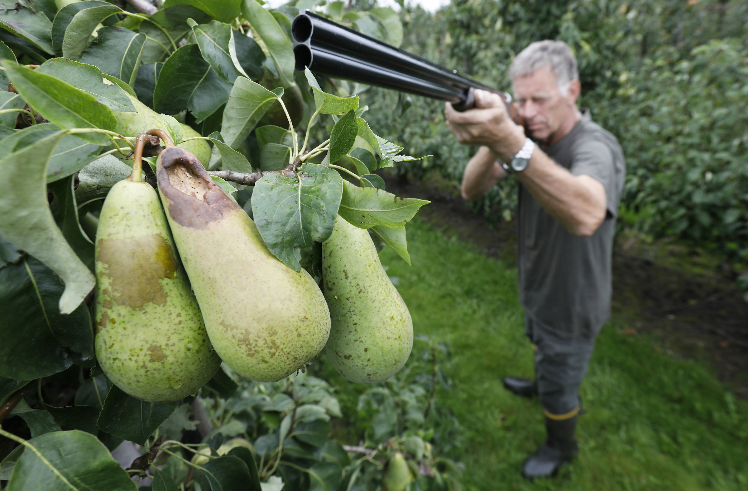 De vogelschade bij fruittelers wordt nog maar deels vergoed, want preventie zou zeer goed mogelijk zijn. foto: Vidiphoto