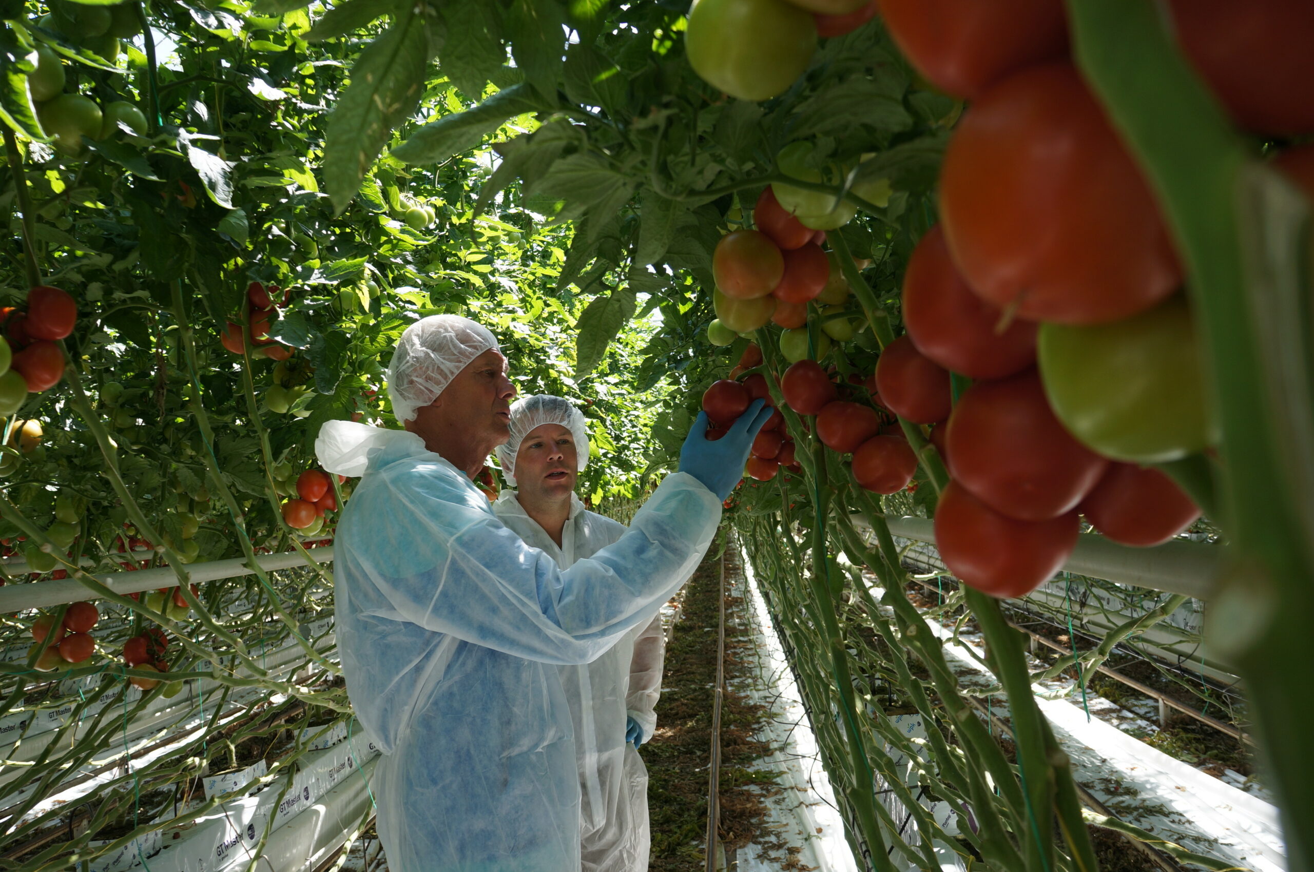 Veel nieuwe tomatenrassen te kiezen