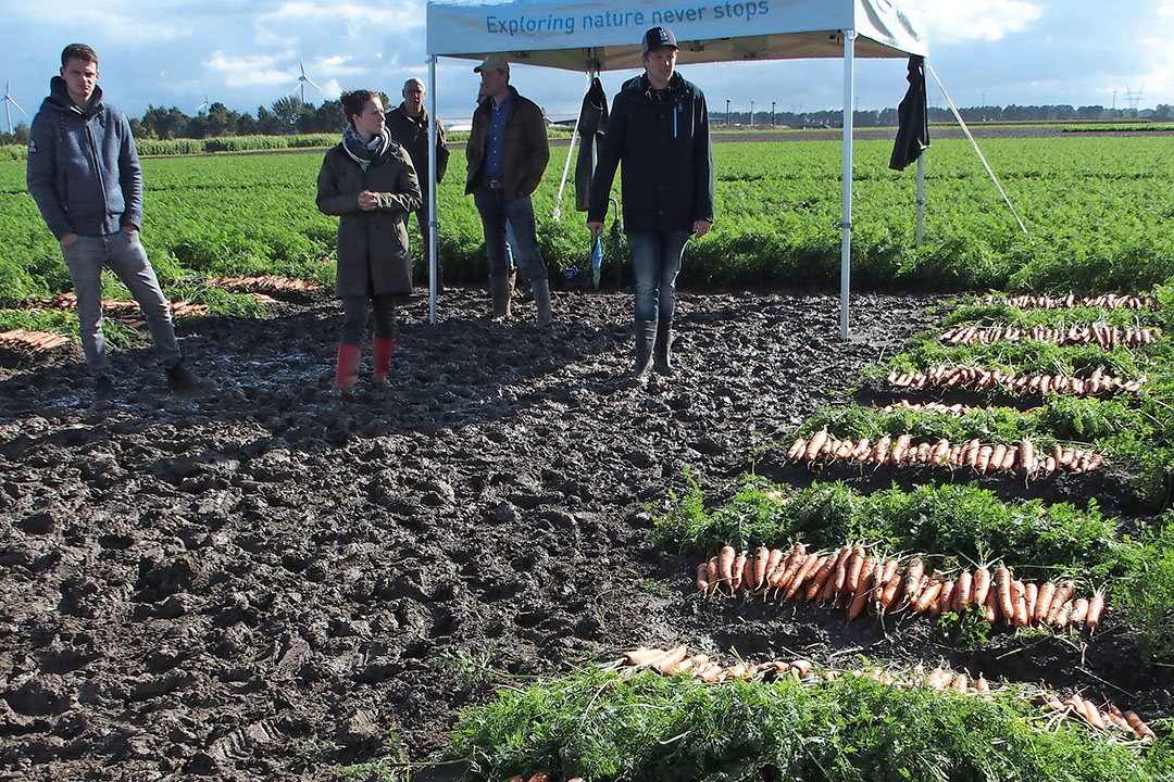 Bejo constateert nog steeds een toename van de biologische teelt van peen in landen als Denemarken en Duitsland. In Denemarken is het aandeel biologische peen volgend jaar naar verwachting zelfs 60%. - Foto: Stan Verstegen