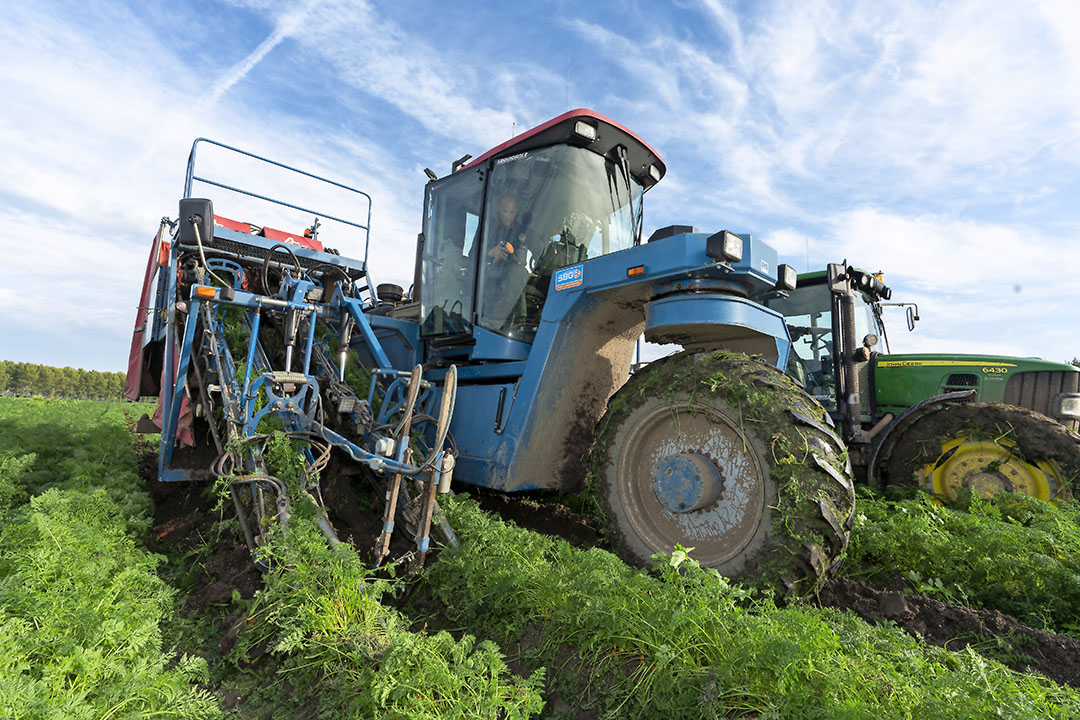 De oogst van peen op donderdag 24 oktober, vlakbij Almere. - Foto: Ruud Ploeg