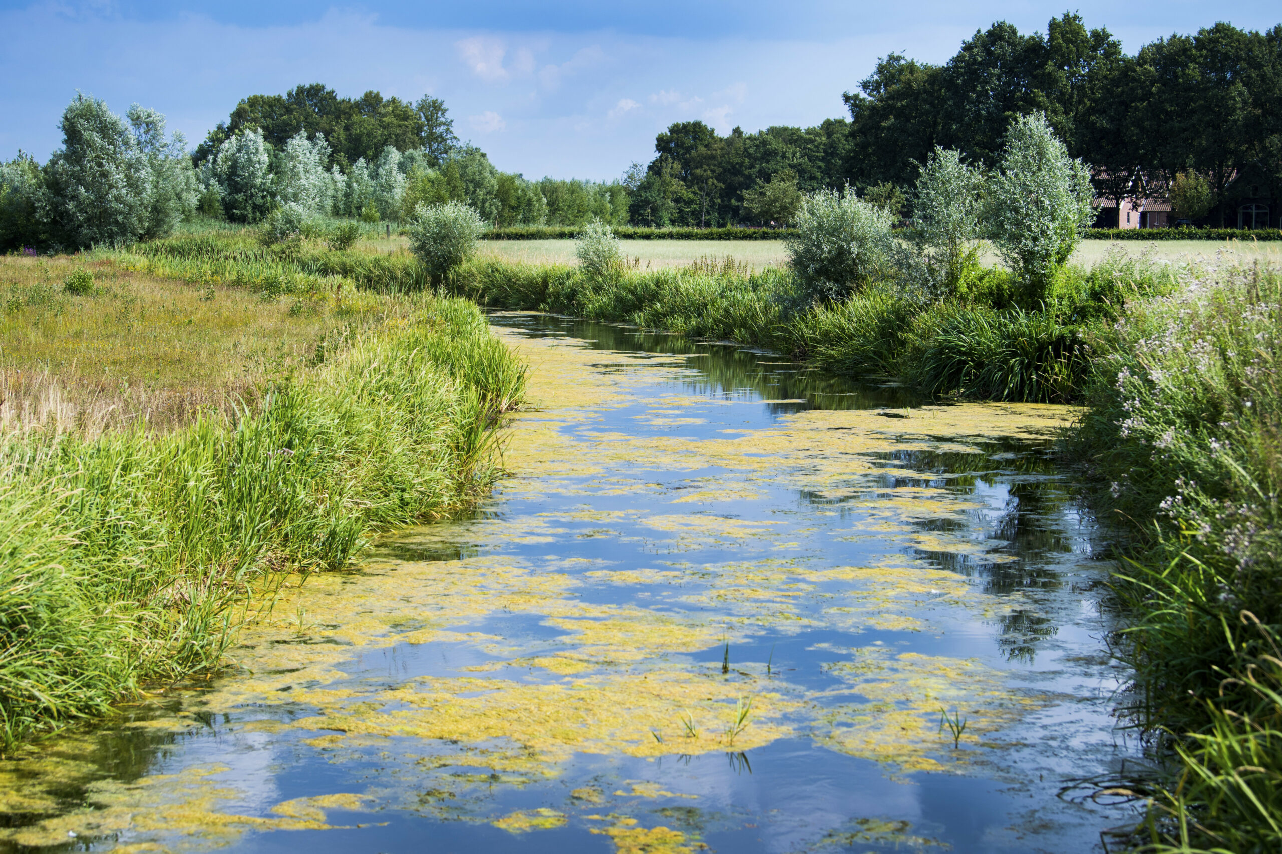 Algen op de Baakse Beek in het Achterhoekse Zieuwent. Waterschap Rijn en IJssel verbiedt alle gebruik van oppervlaktewater. - Foto: ANP