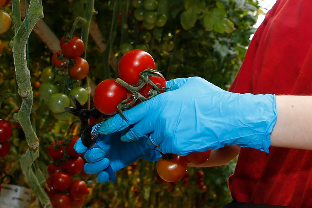 Goede hygiëne in productie en distributie is ook in de tuinbouw het meest effectief om virusverspreiding te voorkomen. - Foto: Duo Foto