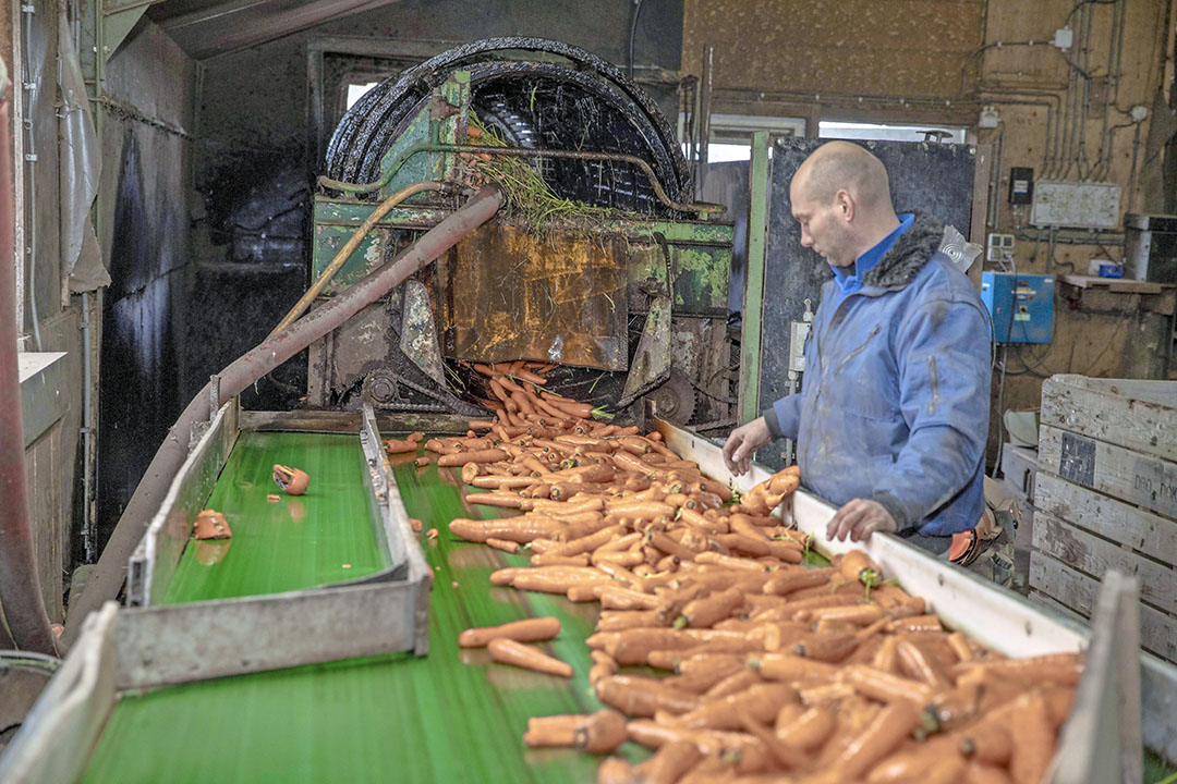 Door te strenge maatsortering van supermarkten gaat een kwart van de oogst verloren voor consumptie. - Foto: Koos van der Spek