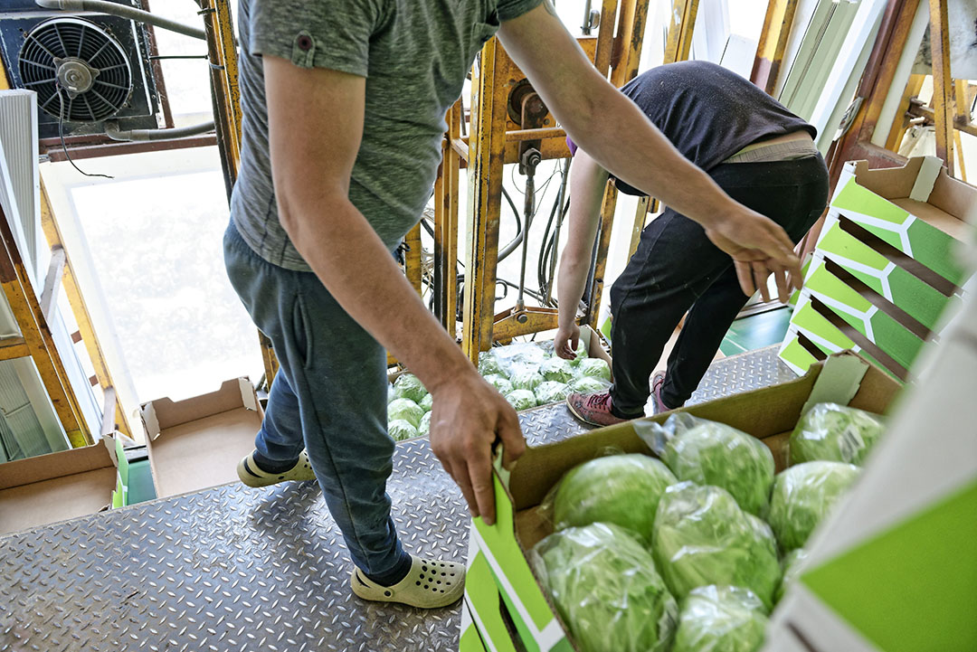 De ijsbergslabollen zijn mooi en strak van vorm. - Foto: Lex Salverda