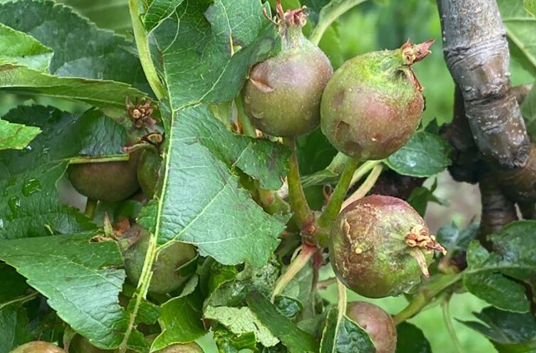 Appels zijn snel 100 procent verhageld. - Foto: Misset