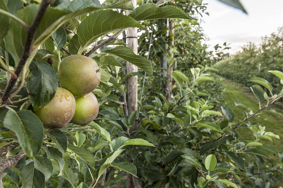 Appelteelt. - Foto: Koos Groenewold