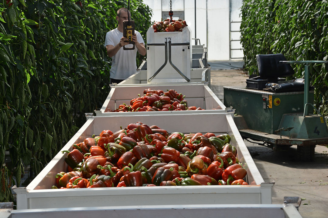 Niet meer één landelijke meting footprint paprika, maar per bedrijf. - Foto: Peter Visser.