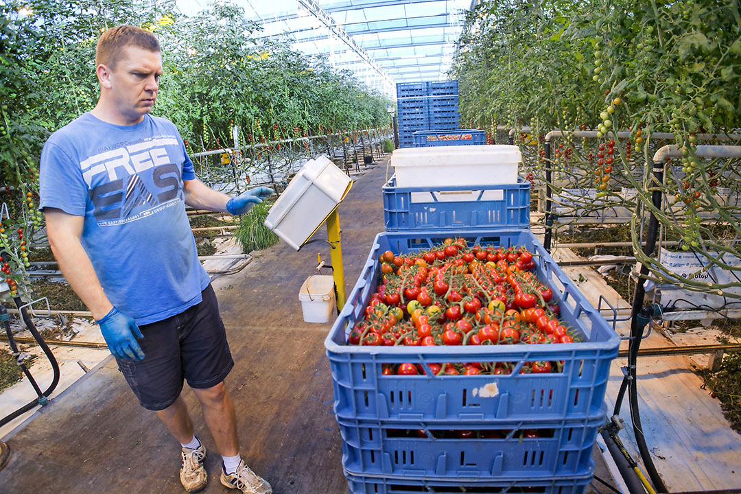 Agro Care is met kwekerijen in Nederland, Frankrijk en Noord-Afrika al internationaal actief, maar wil dat verder uitbreiden. - Foto: Joep van der Pal