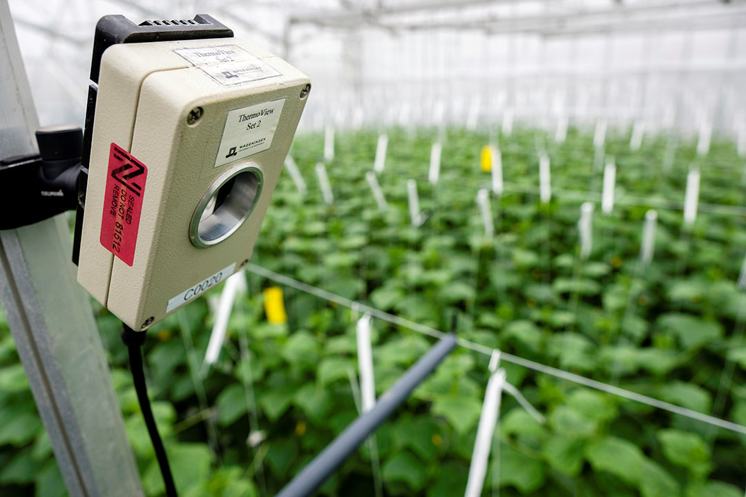 Van der Hoeven Horticulture ontwikkelt zich ook op autonoom telen. - Foto: Roel Dijkstra