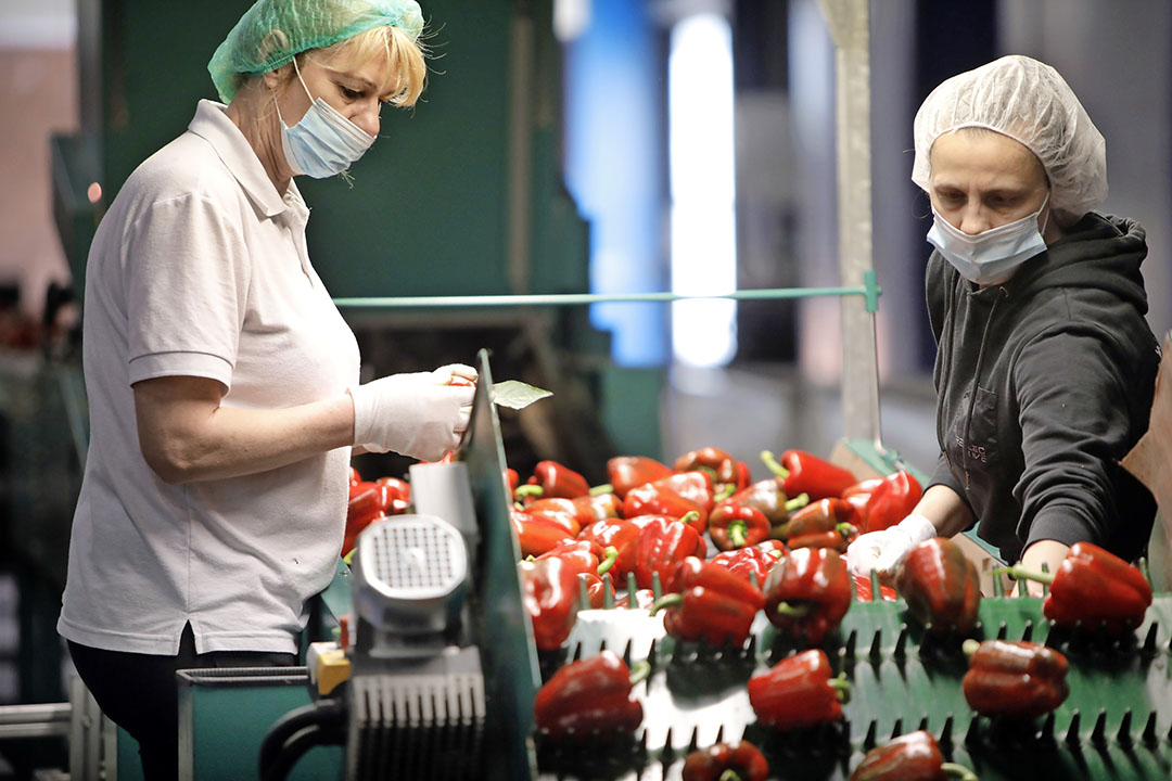 Nederlandse paprika's en andere vruchtgroenten gedijen prima in het koele lenteweer. - Foto: Vidiphoto