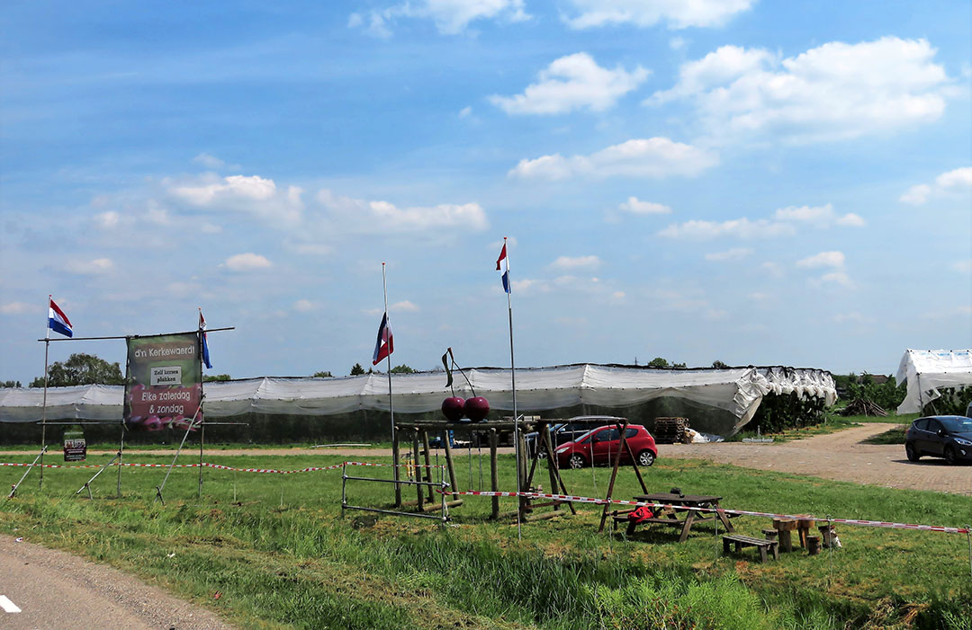 Goed zichtbaar vanaf de A15: het kersenwinkeltje van Fruitbedrijf Kerkewaerdt in Wadenoijen. - Foto: Ton van der Scheer