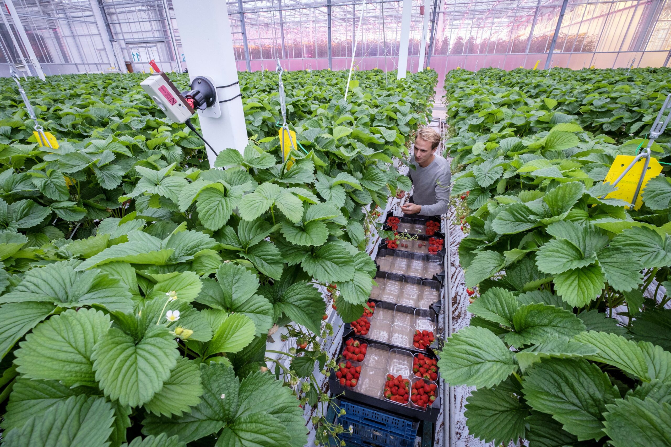 Saneringsgeld kassen naar aardbeicel en steekmachine