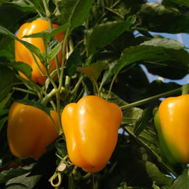 &apos;Het zal best hard gaan bij de nieuwe planten&apos;