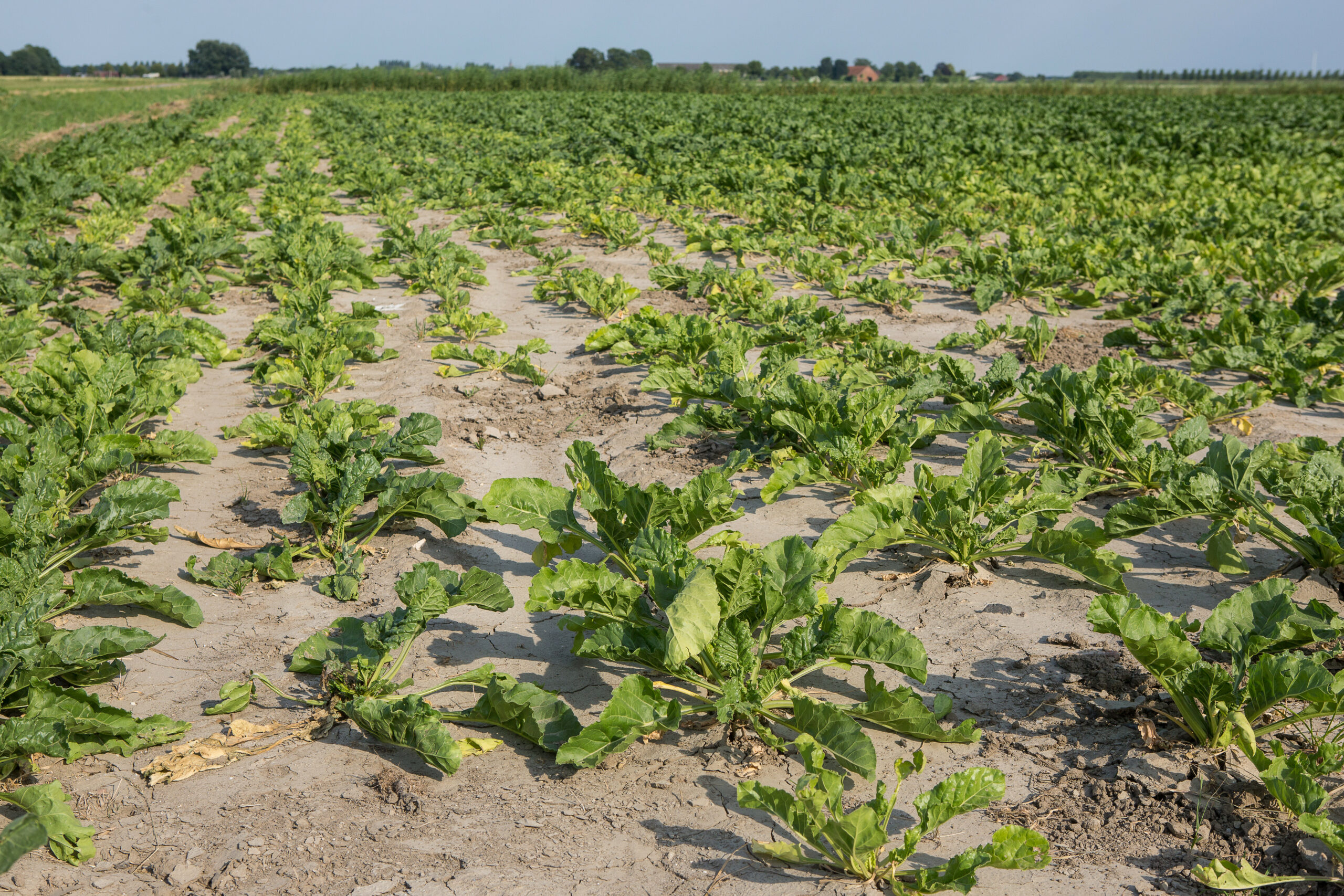 Bieten tijdens droogte. - Foto: Peter Roek