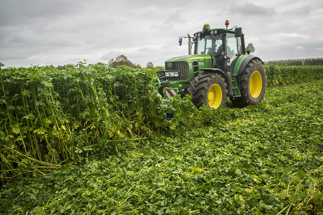 Verkleinen van een goed geslaagde groenbemester. Een geslaagd bladrammenas kan wel 2.000 kilo effectieve organische stof produceren. - Foto: Koos Groenewold