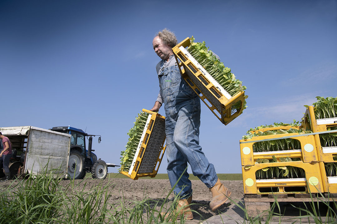 Teler Kees Nieuweboer plant bloemkool. - Foto: Mark Pasveer