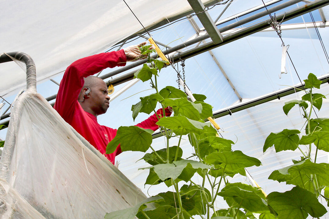 De planten van de eerste teelt worden getopt. - Foto: Harry Stijger