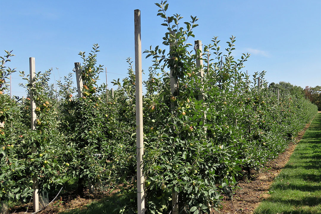 Oogstrijpe appels. - Foto: Ton van der Scheer