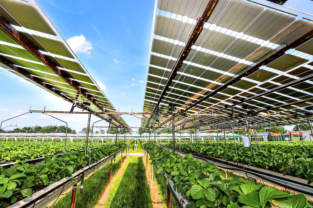 Vernieuwing in de aardbeienteelt in provincie Noord-Brabant. - Foto: Bert Jansen