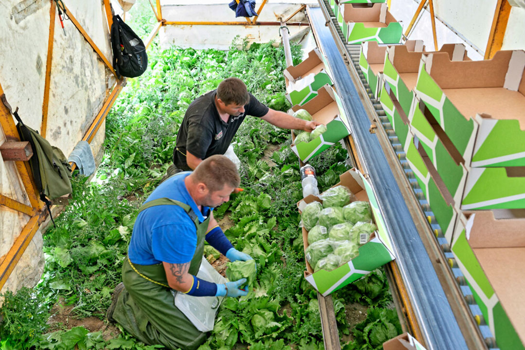 Ton Moors:  Ze trekken het momenteel onder onze handen vandaan. Dan heb ik het over ¬  7 à 8 per doos. Wel hebben we een iets lager oogstpercentage." (Foto is uit pre-coronatijdperk.) - Foto: Lex Salverda