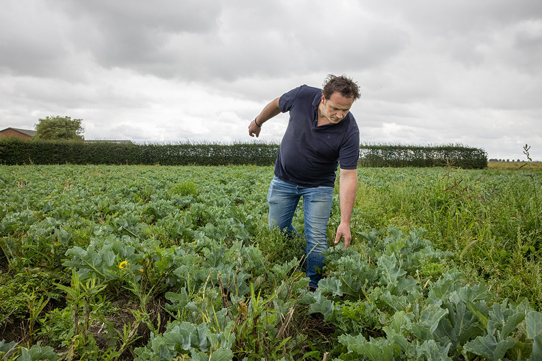 Zeekool groeit in de zomer op het land. In de winter wordt de wortel opgeplant en worden de scheuten geoogst. Min of meer als witlof. - Foto: Peter Roek