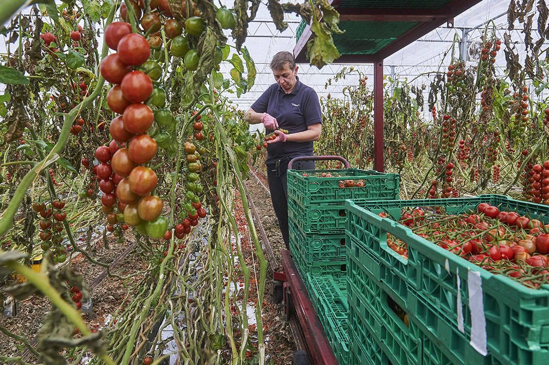 Oogst van tomaten. - Foto: Van Assendelft