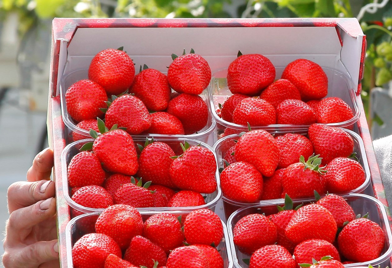 Het aardbeienseizoen krijgt een wat zuur slotakkoord met een mediastorm(pje) over gif. - Foto: Groenten & Fruit