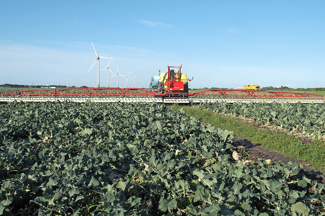 Gewasbescherming toepassen in broccoli. - Foto: Stan Verstegen