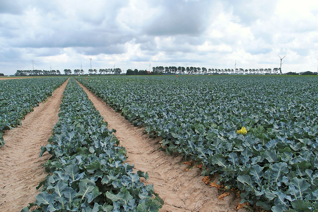 Veld met broccoli. - Foto: Stan Verstegen