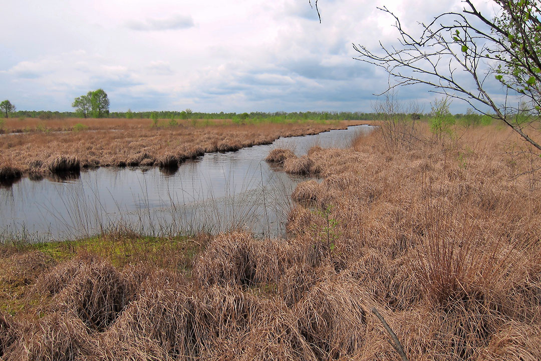 Natuurgebied de Peel; er is geharrewar over beregeningsvergunningen voor naburige telers. - Foto: Werkgroep Behoud de Peel