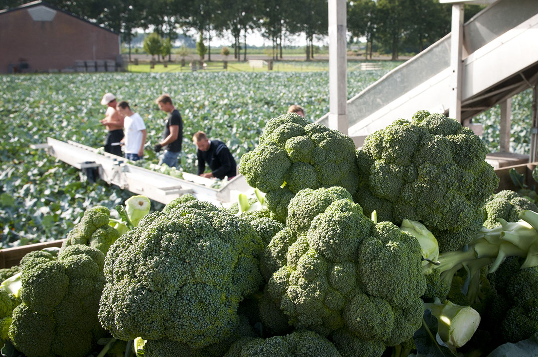 Foto: Fotostudio Wick Natzijl