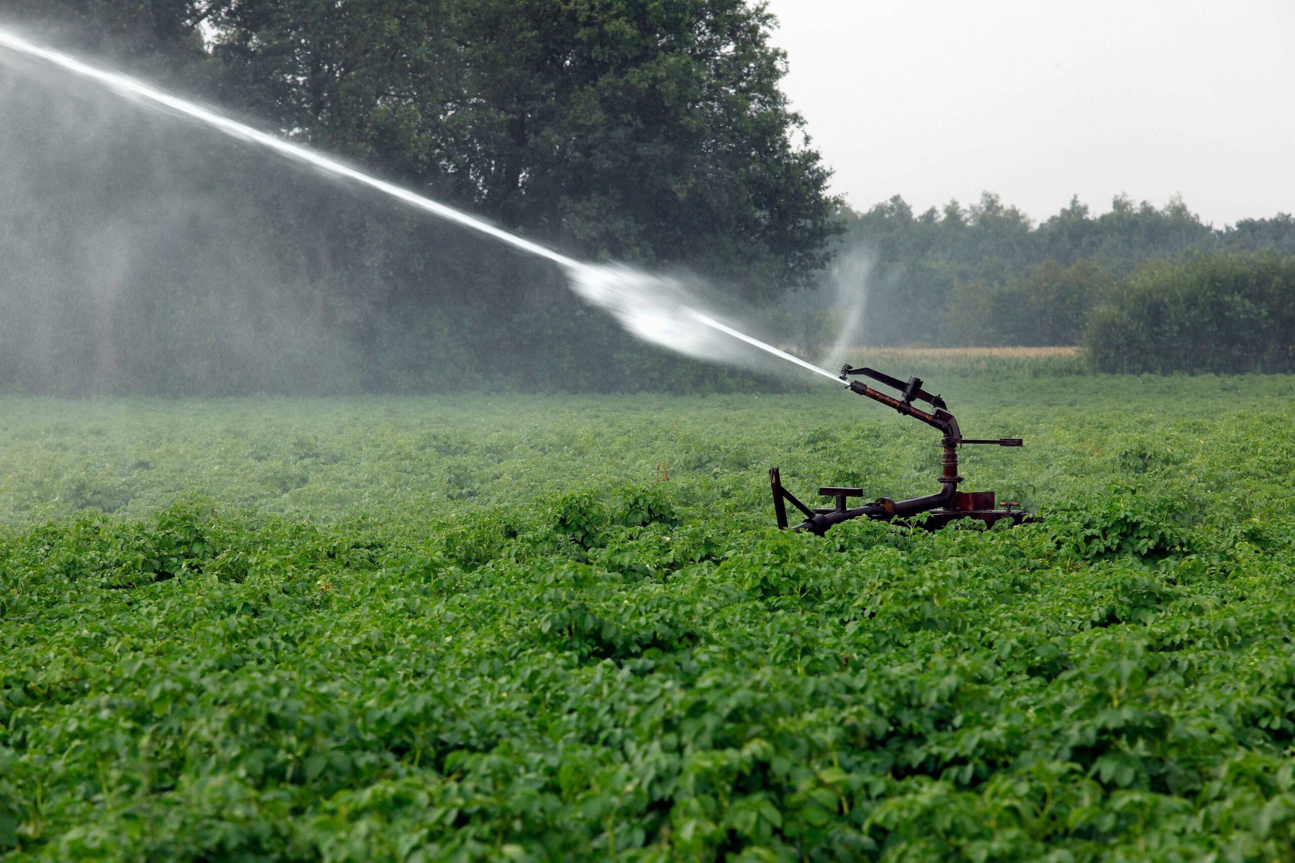 Droogteclausule is hard nodig in gewascontracten